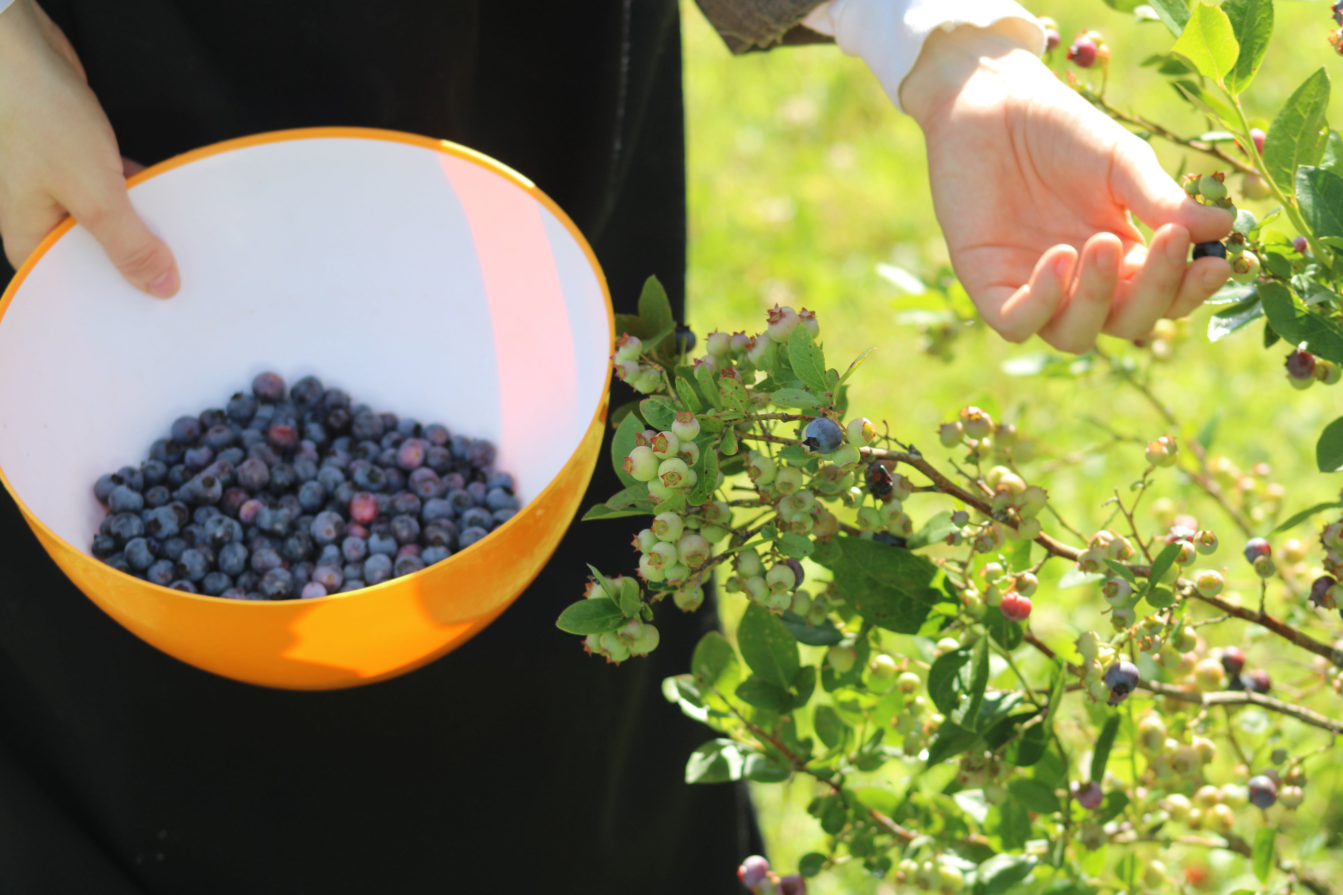 Organic Blueberry Jam - Sold individually