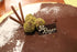 Organic Truffon Cake