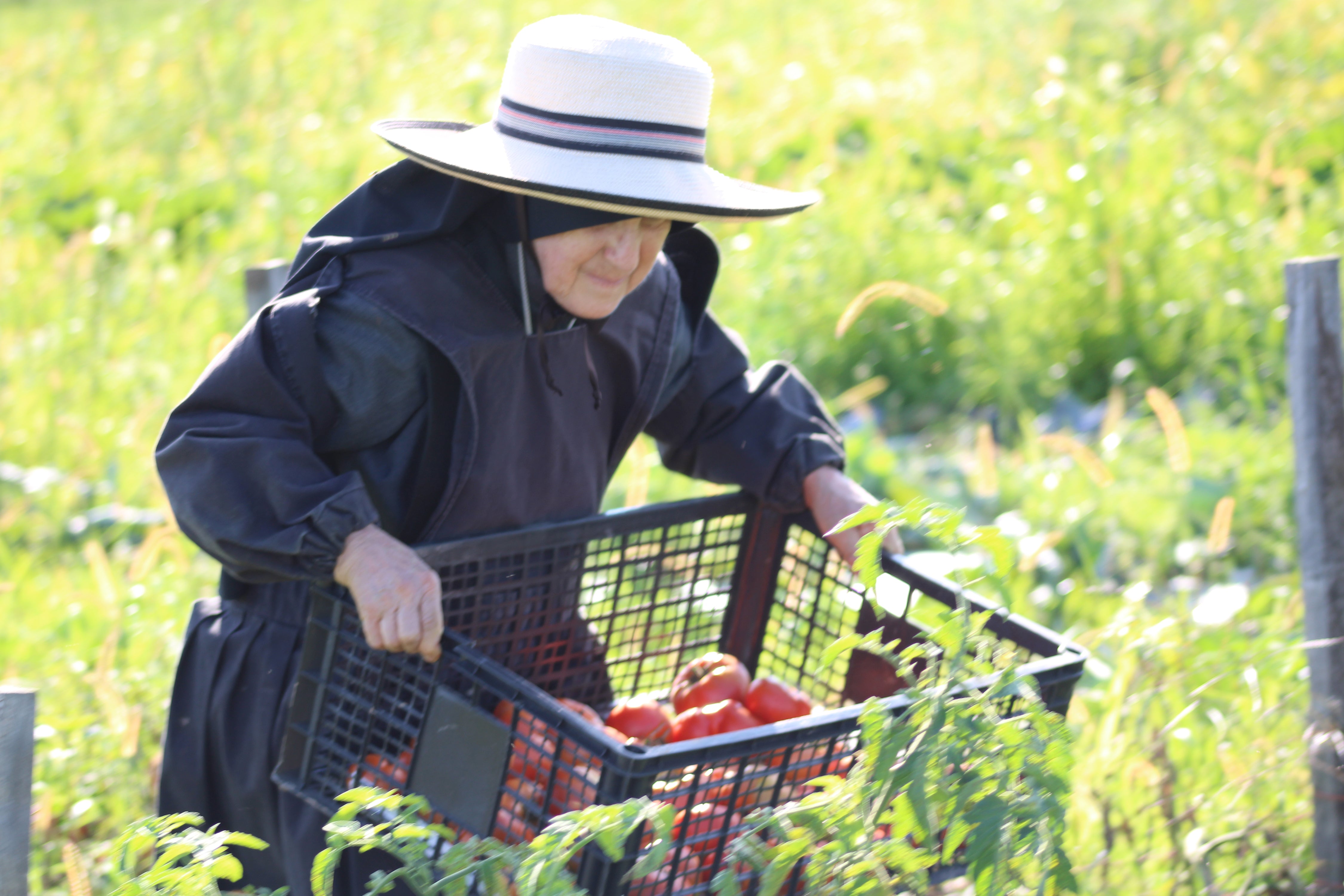 Delicate Organic Tomato Sauce from St Francis' Hermitage