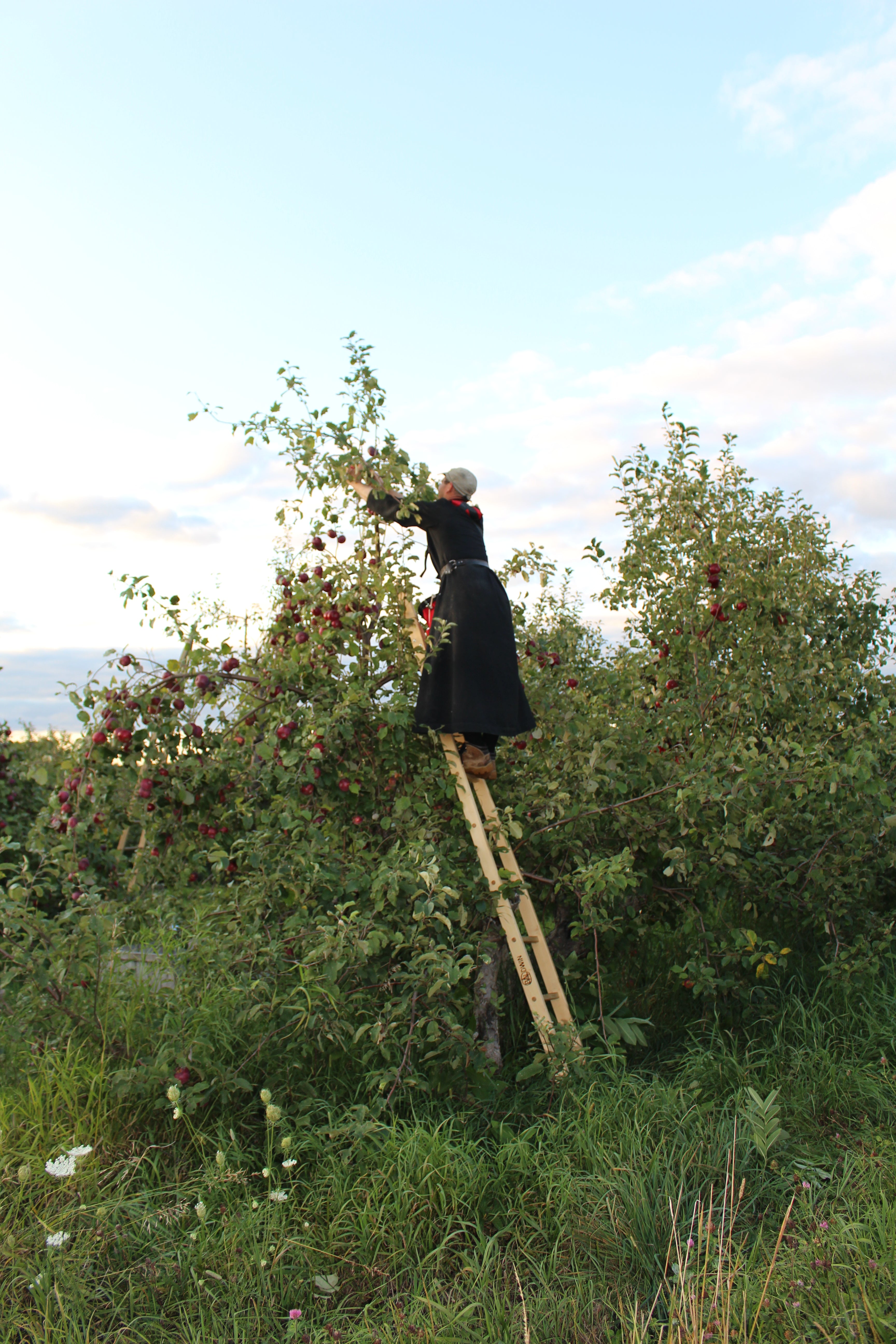 Four-Season Apple