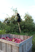 Pure Organic Apple Juice