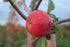 Apple Tartlet - Set of two