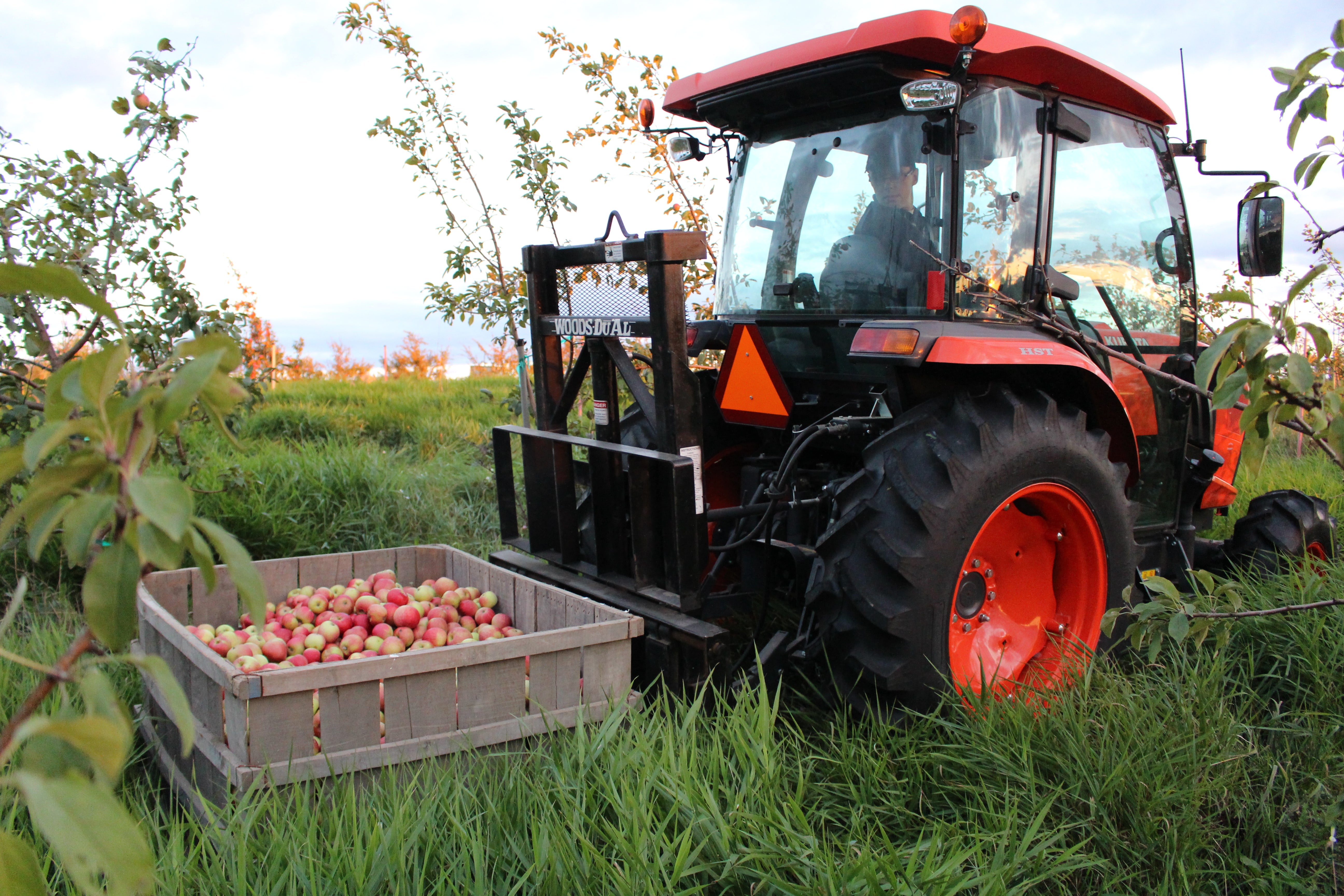 Four-Season Apple