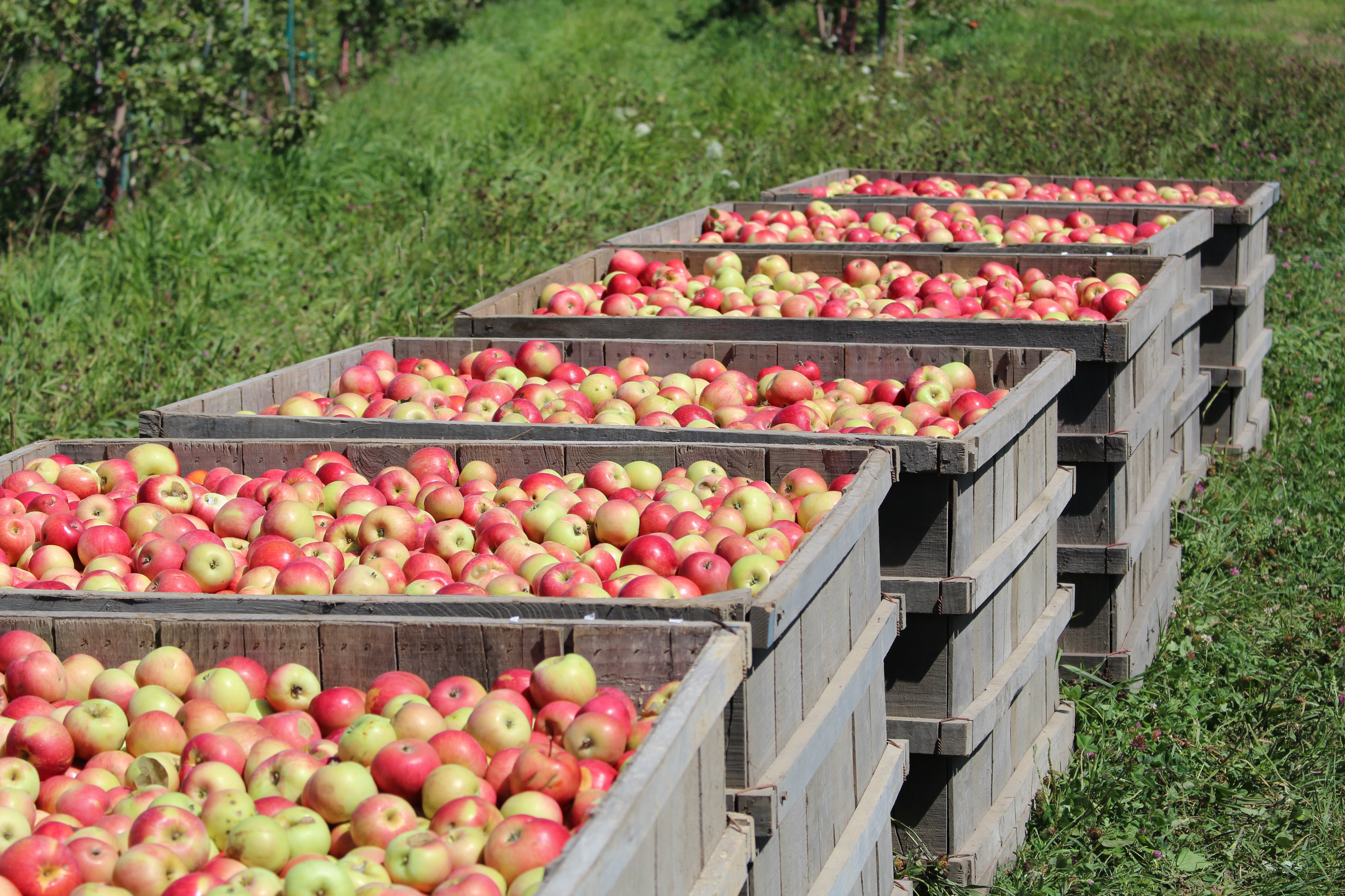 Four-Season Apple