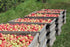 Four-Season Apple