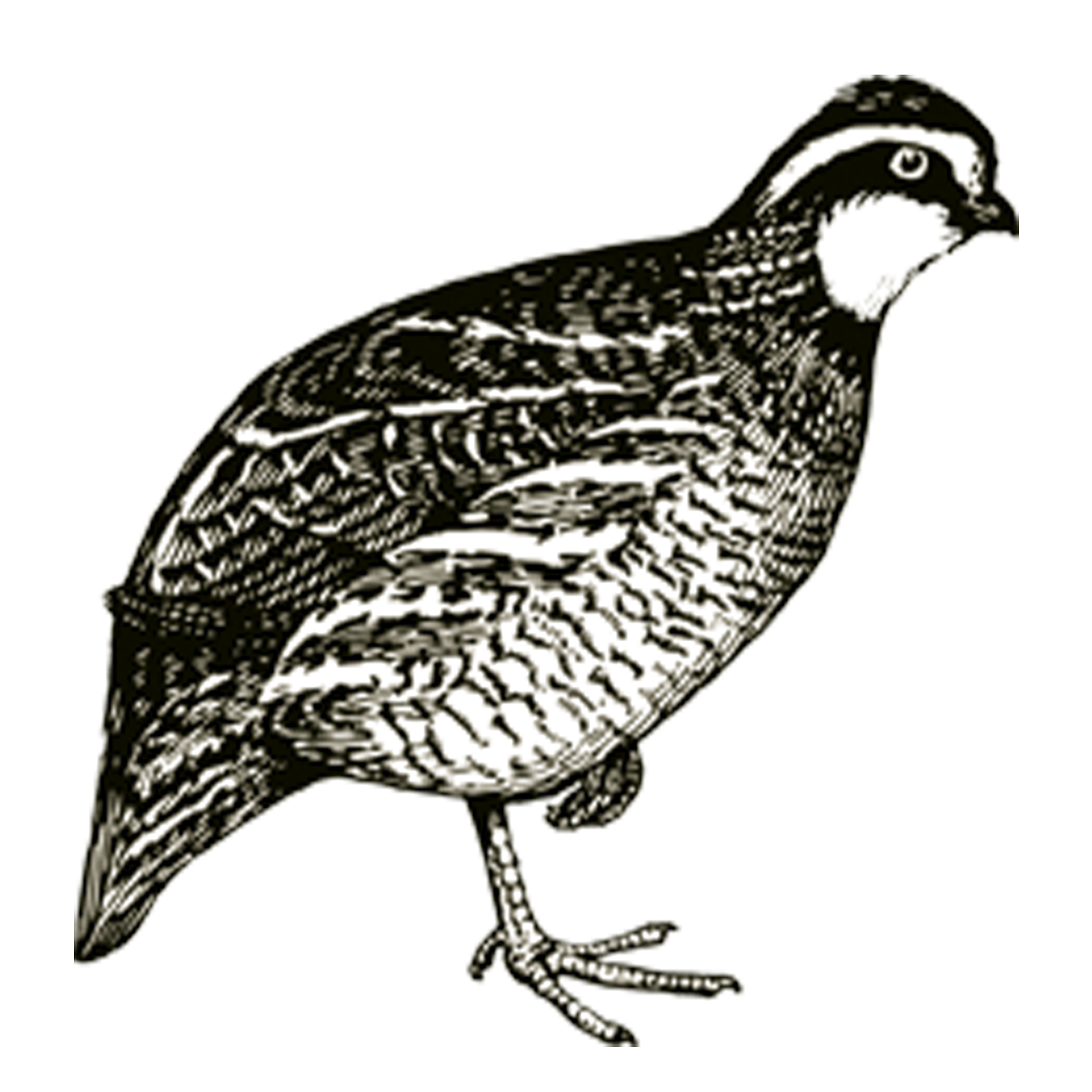 Quail with delicate vegetables from St Francis' Hermitage